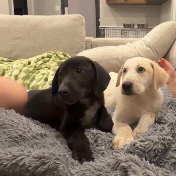 Aaron -  Labrador Retriever and Golden Retriever Dog for Adoption - Aaron | PetCurious