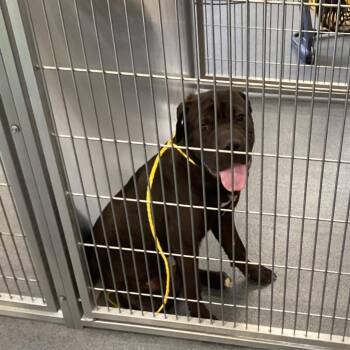 Shar Pei and Mixed Breed Dogs Available for Adoption in Montgomery, Alabama - Dude | PetCurious