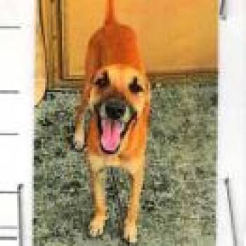 Mixed Breed Dogs Available for Adoption in Jupiter, Florida - Kevin | PetCurious