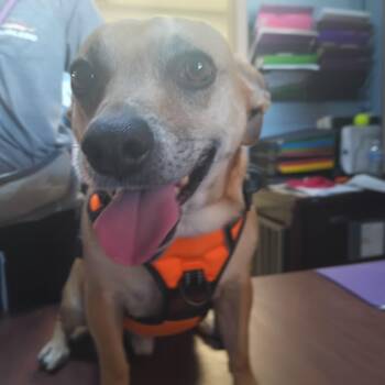 Chihuahua and Mixed Breed Dogs Available for Adoption in Casa Grande, Arizona - Tobie | PetCurious