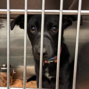 Shadow -  Black Labrador Retriever and Mixed Breed Dog for Adoption in Abilene, Texas - Shadow | PetCurious