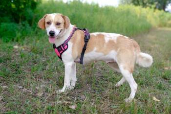 Misti -  Hound and Labrador Retriever Dog for Adoption in Savage, Minnesota - Misti | PetCurious