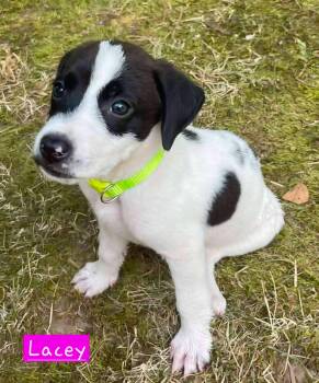 Lacey -  Border Collie and Hound Dog for Adoption in Alexander, Arkansas - Lacey | PetCurious