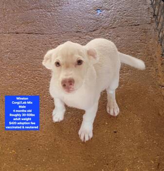Winston -  Corgi and Labrador Retriever Dog for Adoption in Oviedo, Florida - Winston | PetCurious