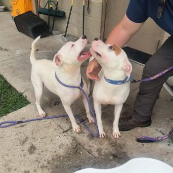 Ren -  Mixed Breed Dog for Adoption in Jacksboro, Tennessee - Ren | PetCurious