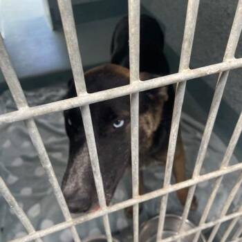 Missy -  Husky and Mixed Breed Dog for Adoption in Hawthorne, California - Missy | PetCurious