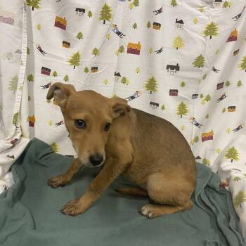 A614408 -  German Shepherd Dog and Mixed Breed Dog for Adoption in Modesto, California - A614408 | PetCurious