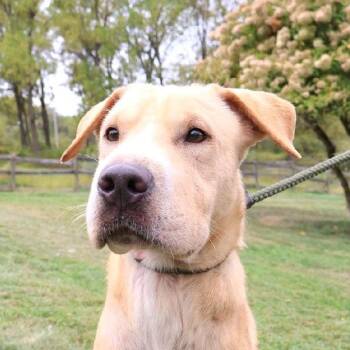 Rescue Labrador Retriever Dogs for Adoption in New York, New York - BRAVE "In NY: FOSTER Or FOREVER HOME NEEDED!" | PetCurious