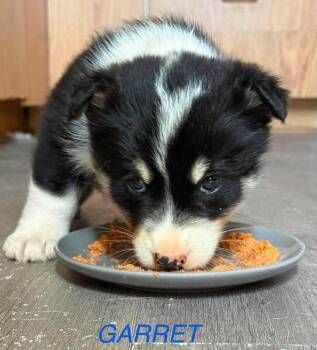 Garret -  Mixed Breed Dog for Adoption in Athens, Ontario - Garret | PetCurious