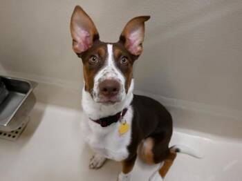 Pit Bull Terrier and Australian Cattle Dog Blue Heeler Dogs Available for Adoption in Portland, Oregon - Nelly | PetCurious