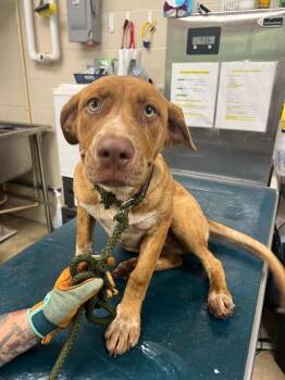 JAM -  Cattle Dog Dog for Adoption in Mobile, Alabama - JAM | PetCurious