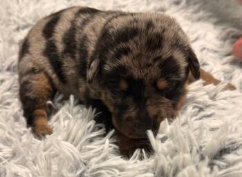 Retriever and Shepherd Dogs Available for Adoption - Frost - PENDING ADOPTION | PetCurious