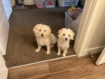 Poodle Dogs Available for Adoption - Peter | PetCurious