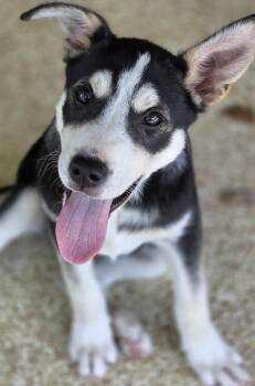 Husky and Australian Shepherd Dogs Available for Adoption in Austin, Texas - Showers | PetCurious