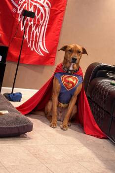Andrew - Besties with Stella -  Retriever and Greyhound Dog for Adoption in Northville, Michigan - Andrew - Besties With Stella | PetCurious