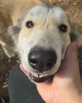 Great Pyrenees and Collie Dogs Available for Adoption - Luci | PetCurious