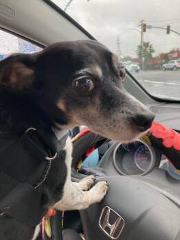 Ducky -  Chihuahua Dog for Adoption in Chico, California - Ducky | PetCurious