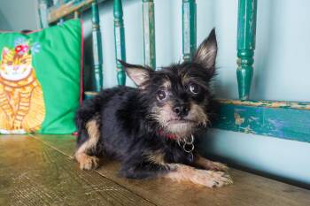 Graham -  Chihuahua and Terrier Dog for Adoption in San Antonio, Texas - Graham | PetCurious
