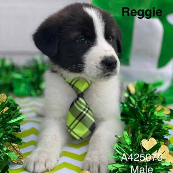 Labrador Retriever Dogs Available for Adoption - Reggie | PetCurious
