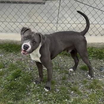 Pit Bull Terrier and Cane Corso Dogs Available for Adoption in Ridgely, Maryland - Houdini | PetCurious
