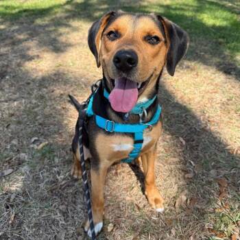 Roscoe -  Hound Dog for Adoption in Clearwater, Florida - Roscoe | PetCurious