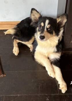 Valerie -  Chihuahua and Corgi Dog for Adoption in New Braunfels, Texas - Valerie | PetCurious