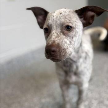 Artemis -  German Shorthaired Pointer Dog for Adoption in Jackson, Michigan - Artemis | PetCurious