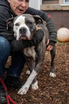 Mixed Breed Dogs Available for Adoption in Chamblee, Georgia - Saint | PetCurious