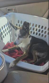 Chihuahua Dogs Available for Adoption in Cranston, Rhode Island - Terra In LA | PetCurious