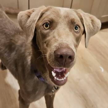 Sophie -  Labrador Retriever Dog for Adoption in La Grange, Kentucky - Sophie | PetCurious