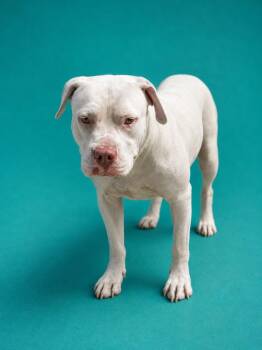 River -  Terrier Dog for Adoption in Wauchula, Florida - River | PetCurious
