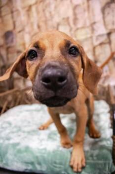 Nadia -  Mixed Breed Dog for Adoption in Dorr, Michigan - Nadia | PetCurious