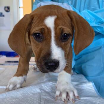 Basset Hound and Mixed Breed Dogs Available for Adoption in Nashville, Tennessee - Piglet | PetCurious
