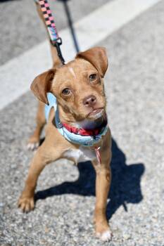 Chihuahua Dogs Available for Adoption - Geronimo *LOCAL* | PetCurious