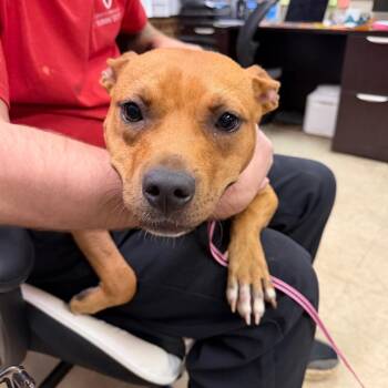 Penny -  Pit Bull Terrier Dog for Adoption in Birmingham, Alabama - Penny | PetCurious