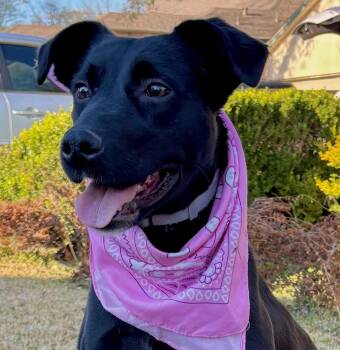 Labrador Retriever and Black Labrador Retriever Dogs Available for Adoption - GIGI - LOVE BUG! | PetCurious