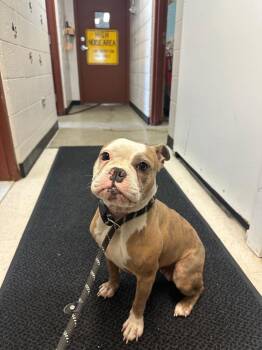English Bulldog and Mixed Breed Dogs Available for Adoption - Bitsy | PetCurious