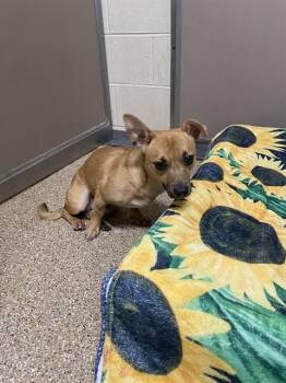 Cairn Terrier and Mixed Breed Dogs Available for Adoption - PEEWEE | PetCurious
