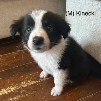 Kinecki -  Mixed Breed Dog for Adoption in Dekalb, Illinois - Kinecki | PetCurious
