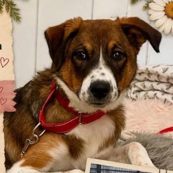 Gracie -  Australian Cattle Dog Blue Heeler Dog for Adoption in Anahuac, Texas - Gracie | PetCurious