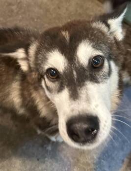 Rescue Alaskan Malamute Dogs for Adoption in Central Lake, Michigan - Dustin | PetCurious