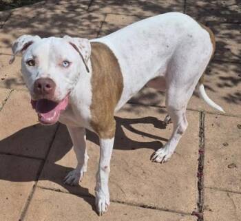 Halo -  Pit Bull Terrier and Mixed Breed Dog for Adoption in Shreveport, Louisiana - Halo | PetCurious
