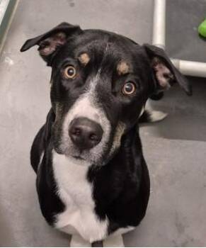 Australian Kelpie Dogs Available for Adoption - Polo | PetCurious