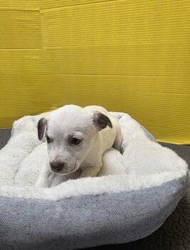 Rescue Mixed Breed Dogs for Adoption in Houston, Texas - Sweet Potato | PetCurious