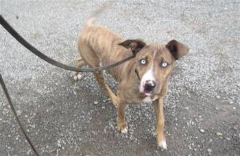 COLT -  Pit Bull Terrier and Mixed Breed Dog for Adoption in Santa Rosa, California - COLT | PetCurious