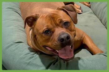 Buck -  Rottweiler and American Bulldog Dog for Adoption in Amherst, Massachusetts - Buck | PetCurious