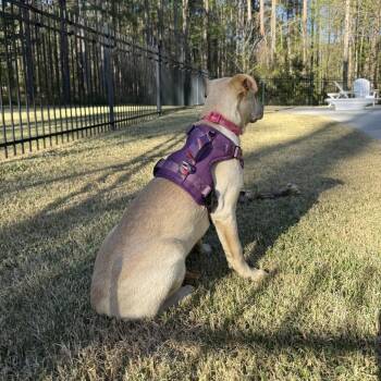 Labrador Retriever Dogs Available for Adoption - Sunflower | PetCurious