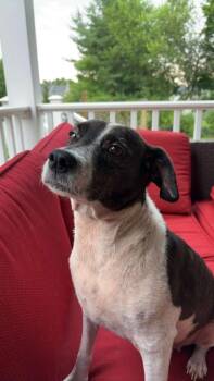Frito -  Mixed Breed Dog for Adoption in Pottstown, Pennsylvania - Frito | PetCurious