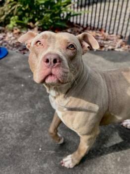Pit Bull Terrier and Mixed Breed Dogs Available for Adoption - Harbor | PetCurious
