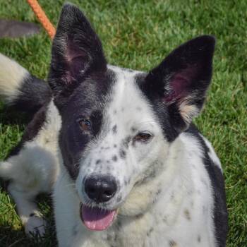 Babe -  Border Collie and Australian Cattle Dog Blue Heeler Dog for Adoption in Huntley, Illinois - Babe | PetCurious